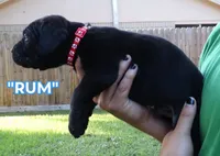 Rum, a male Cane Corso and Boerboel for sale in Houston, TX – 3 of 4