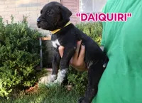 Daiquiri , a female Cane Corso and Boerboel for sale in Houston, TX – 3 of 4