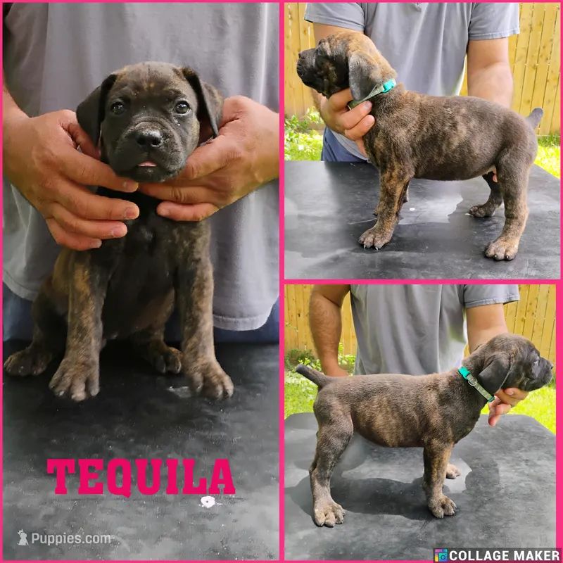 Tequila  – Cane Corso, Boerboel puppy for sale in Houston, TX
