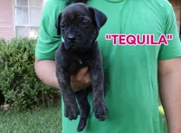 Tequila , a female Cane Corso and Boerboel for sale in Houston, TX – 2 of 2