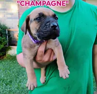 Champagne , a female Cane Corso and Boerboel for sale in Houston, TX – 2 of 4