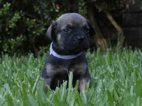Cuba, a female Cane Corso and Boerboel for sale in Houston, TX – 5 of 5
