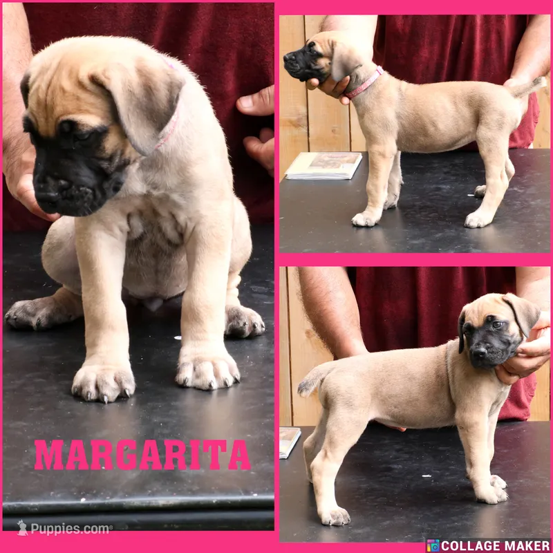 Margarita  – Cane Corso, Boerboel puppy for sale in Houston, TX