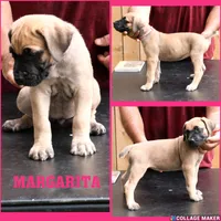Margarita , a female Cane Corso and Boerboel for sale in Houston, TX – 1 of 2