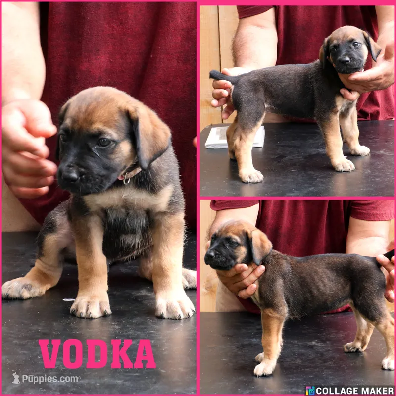 Vodka  – Cane Corso, Boerboel puppy for sale in Houston, TX