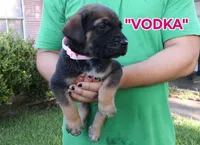 Vodka , a female Cane Corso and Boerboel for sale in Houston, TX – 2 of 3