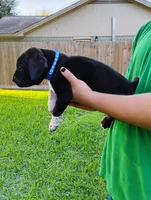 Martini, a male Cane Corso and Boerboel for sale in Houston, TX – 2 of 6