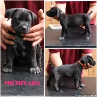 Michelada, a female Cane Corso and Boerboel for sale in Houston, TX – 1 of 3