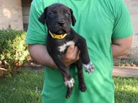 Daiquiri , a female Cane Corso and Boerboel for sale in Houston, TX – 2 of 4