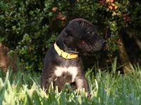Daiquiri , a female Cane Corso and Boerboel for sale in Houston, TX – 4 of 4