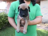 Margarita , a female Cane Corso and Boerboel for sale in Houston, TX – 2 of 2