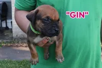 Gin, a female Cane Corso and Boerboel for sale in Houston, TX – 2 of 3