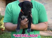 Michelada, a female Cane Corso and Boerboel for sale in Houston, TX – 2 of 3