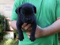 Rum, a male Cane Corso and Boerboel for sale in Houston, TX – 4 of 4