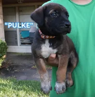 Pulke, a male Cane Corso and Boerboel for sale in Houston, TX – 2 of 3