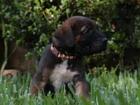 Pulke, a male Cane Corso and Boerboel for sale in Houston, TX – 3 of 3