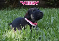 Vodka , a female Cane Corso and Boerboel for sale in Houston, TX – 3 of 3