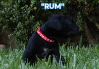 Rum, a male Cane Corso and Boerboel for sale in Houston, TX – 2 of 4