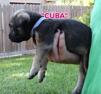 Cuba, a female Cane Corso and Boerboel for sale in Houston, TX – 2 of 5