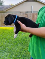 Martini, a male Cane Corso and Boerboel for sale in Houston, TX – 4 of 6