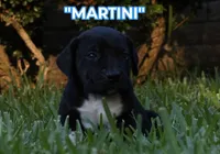 Martini, a male Cane Corso and Boerboel for sale in Houston, TX – 5 of 6