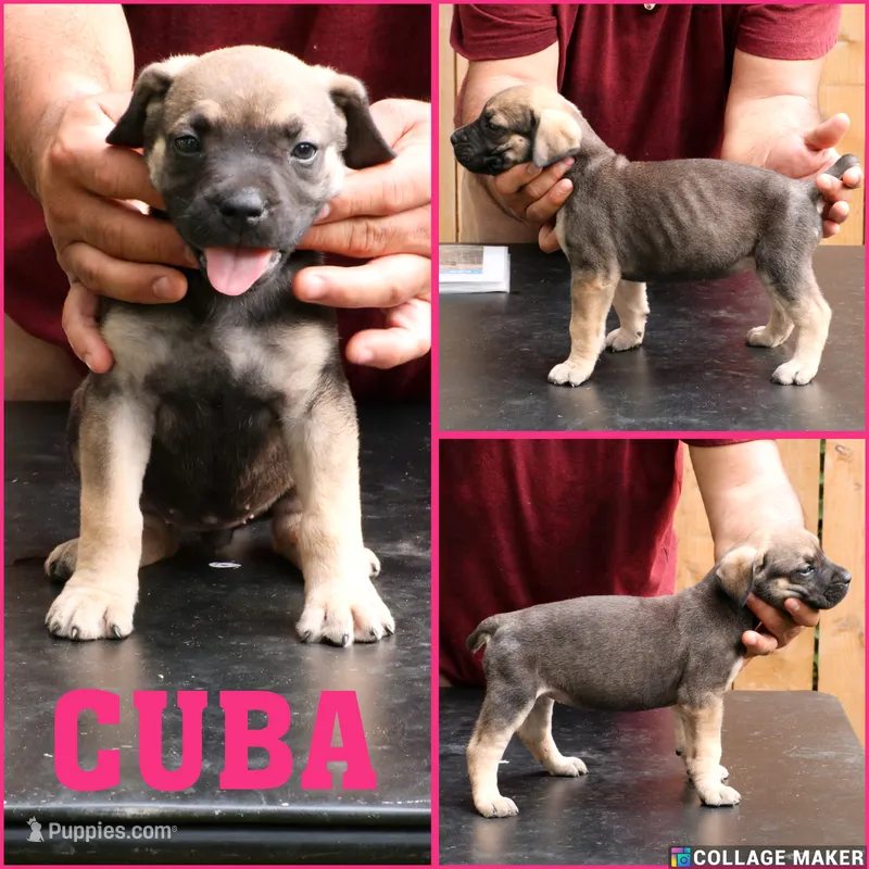 Cuba – Cane Corso, Boerboel puppy for sale in Houston, TX