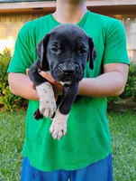 Martini, a male Cane Corso and Boerboel for sale in Houston, TX – 3 of 6
