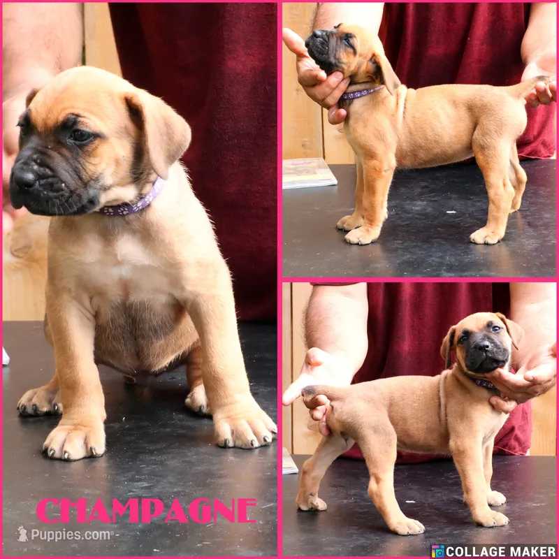 Champagne  – Cane Corso, Boerboel puppy for sale in Houston, TX
