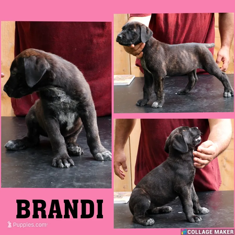 Brandi – Cane Corso, Boerboel puppy for sale in Houston, TX