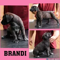 Brandi, a female Cane Corso and Boerboel for sale in Houston, TX – 1 of 2