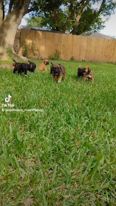 Brandi, a female Cane Corso and Boerboel for sale in Houston, TX – 2 of 2
