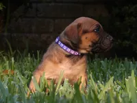 Champagne , a female Cane Corso and Boerboel for sale in Houston, TX – 4 of 4
