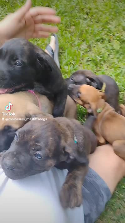 Cuba, a female Cane Corso and Boerboel for sale in Houston, TX – 3 of 5