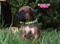 Gin, a female Cane Corso and Boerboel for sale in Houston, TX – 3 of 3