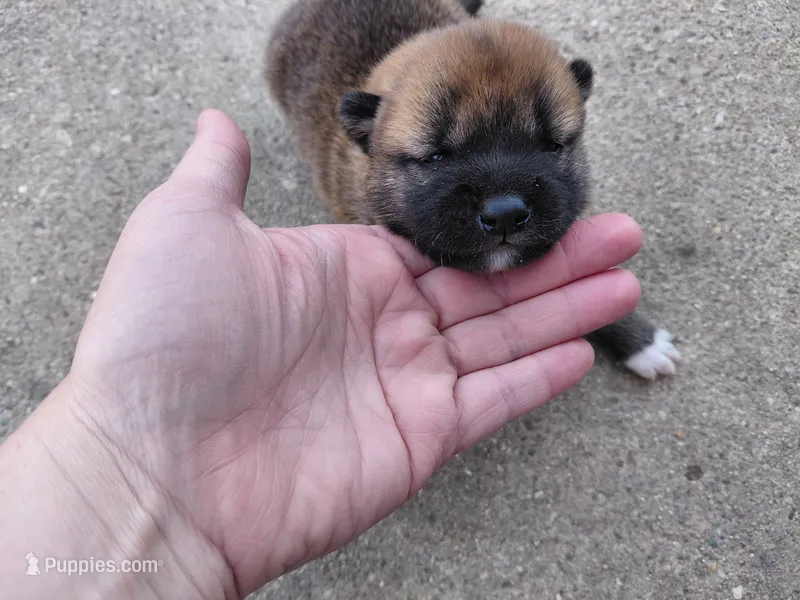 Kylie  – Shiba Inu puppy for sale in Beech Grove, IN