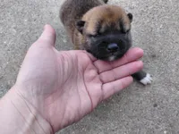 Kylie , a female Shiba Inu for sale in Beech Grove, IN – 1 of 2