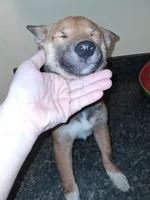 Hailey, a female Shiba Inu for sale in Beech Grove, IN – 2 of 5