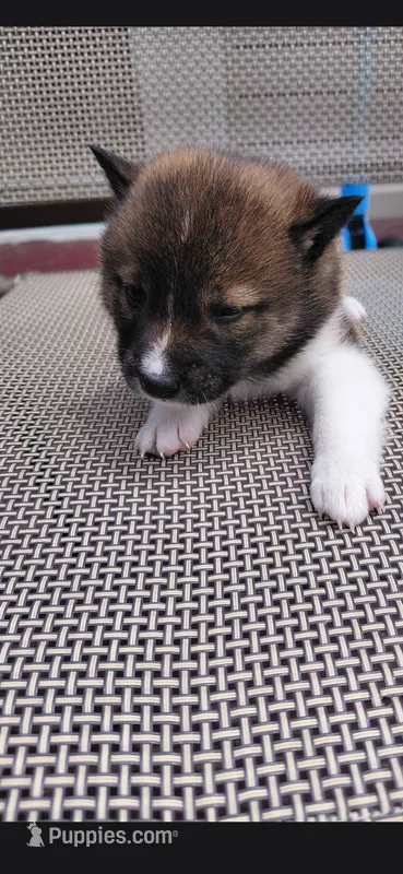 This is mila – Shiba Inu puppy for sale in Beech Grove, IN
