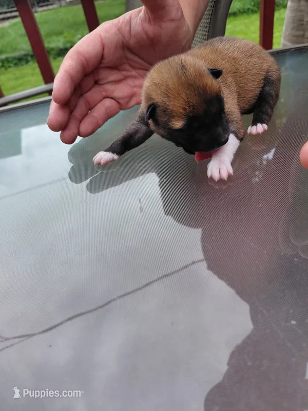 Kylo – Shiba Inu puppy for sale in Beech Grove, IN