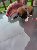 Kylo, a male Shiba Inu for sale in Beech Grove, IN – 1 of 2