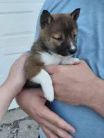 Mila, a female Shiba Inu for sale in Beech Grove, IN – 2 of 4