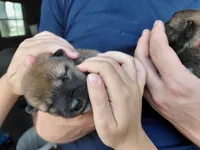 Kylie , a female Shiba Inu for sale in Beech Grove, IN – 2 of 2