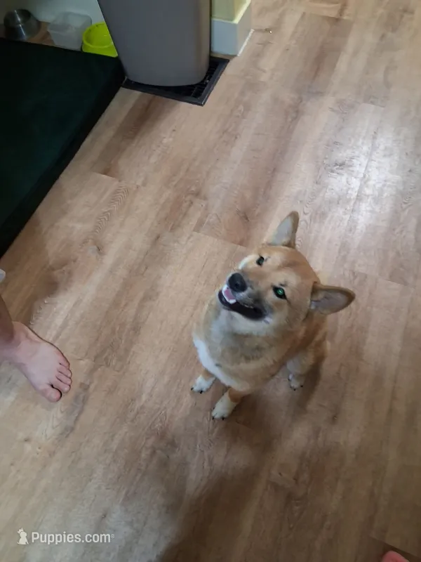 Torah – Shiba Inu puppy for sale in Beech Grove, IN
