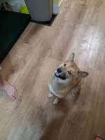 Torah, a male Shiba Inu for sale in Beech Grove, IN – 1 of 1