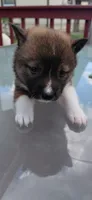 Mila , a female Shiba Inu for sale in Beech Grove, IN – 2 of 3