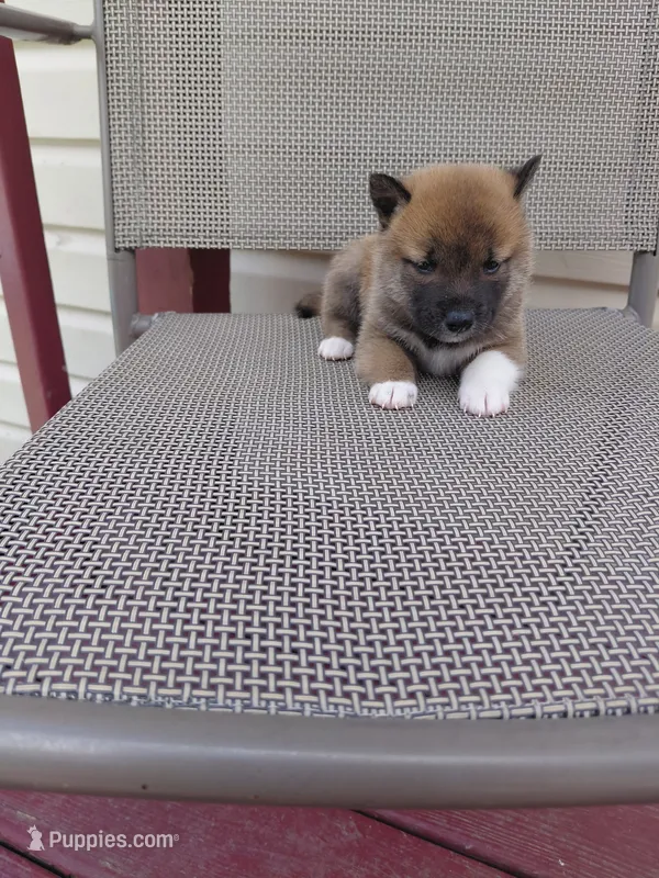Tank – Shiba Inu puppy for sale in Beech Grove, IN