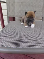 Tank, a male Shiba Inu for sale in Beech Grove, IN – 1 of 1