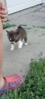 Mila, a female Shiba Inu for sale in Beech Grove, IN – 3 of 4