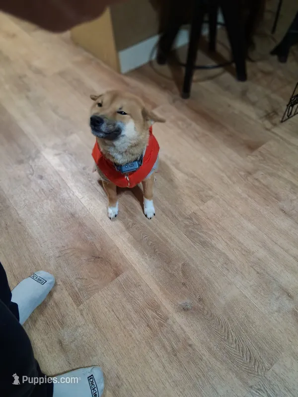 Torah – Shiba Inu puppy for sale in Beech Grove, IN