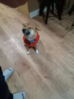 Torah, a male Shiba Inu for sale in Beech Grove, IN – 1 of 1